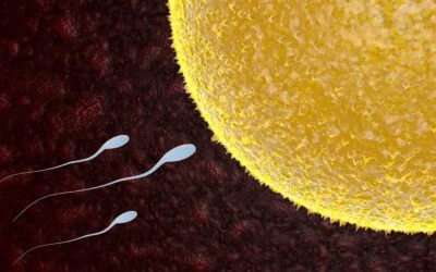 Dispelling Some Common Myths About Donor Egg IVF